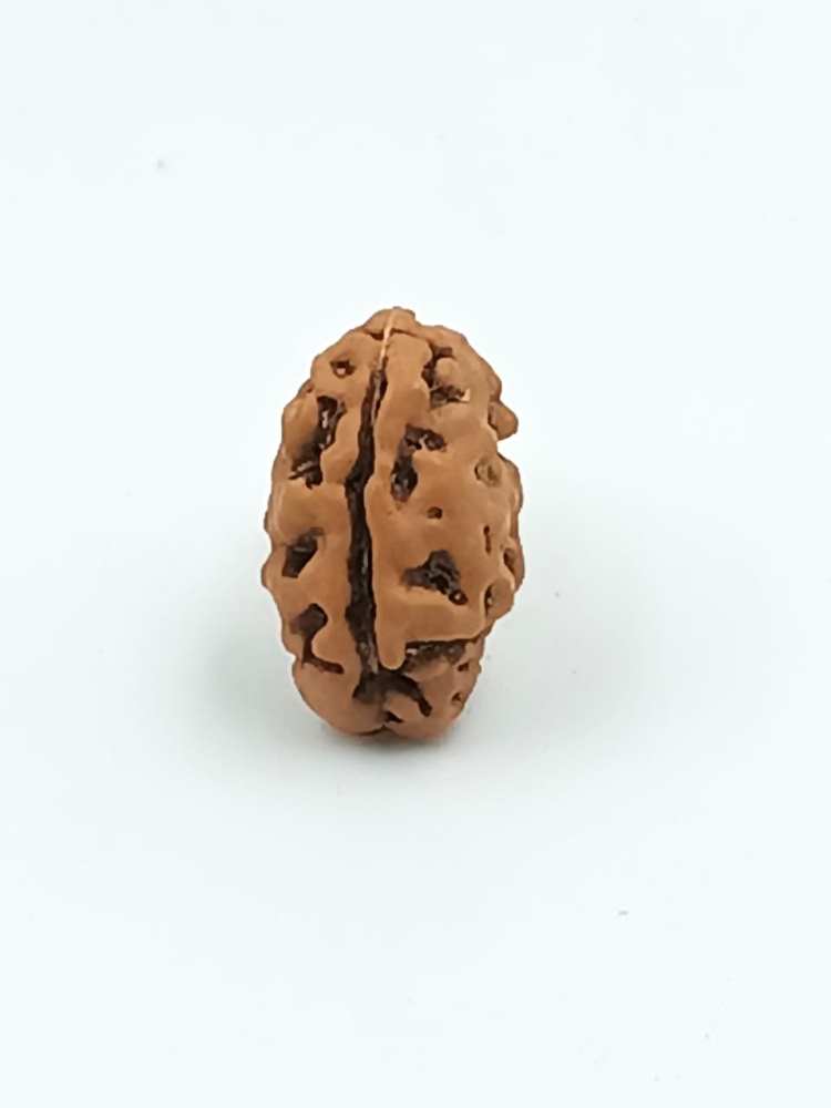 2 Mukhi Rudraksha (Indonesian Origin)