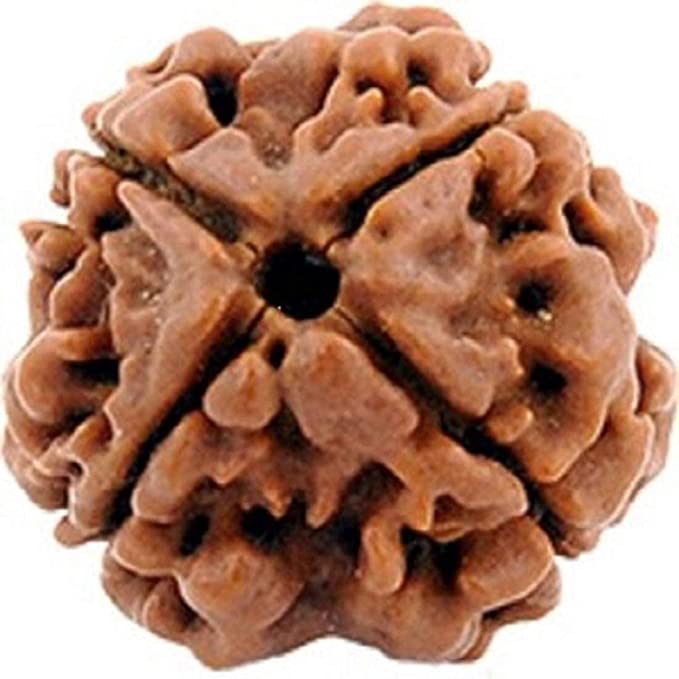 4 Mukhi Rudraksha (Nepali Origin)
