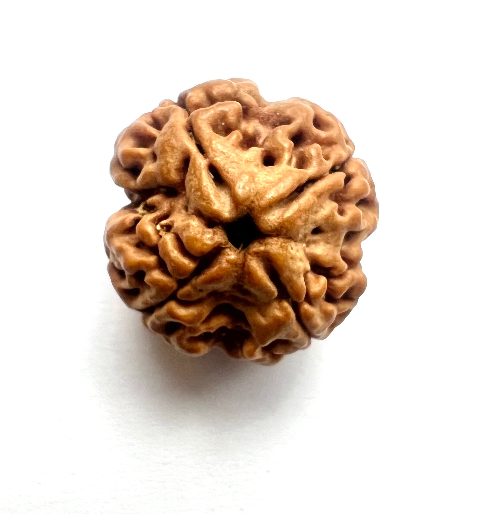 4 Mukhi Rudraksha (Nepali Origin)