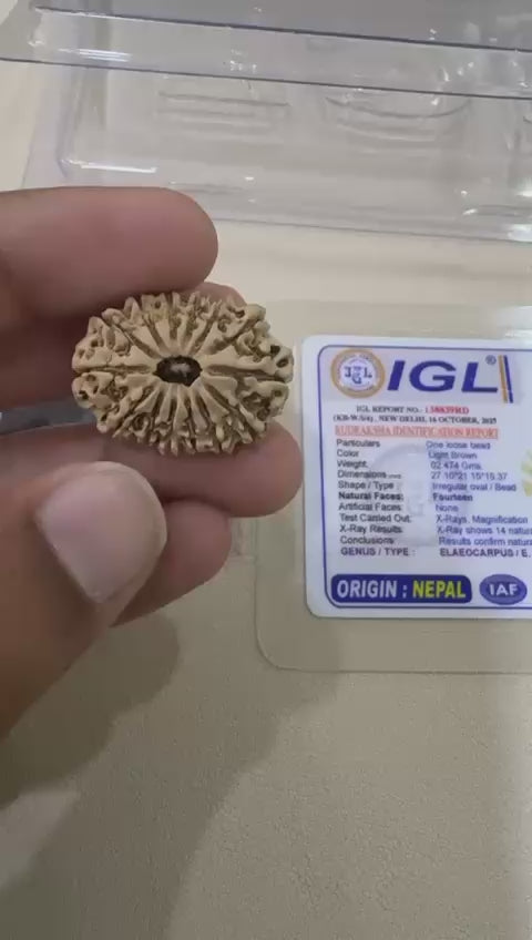 14 Mukhi Nepal Rudraksh