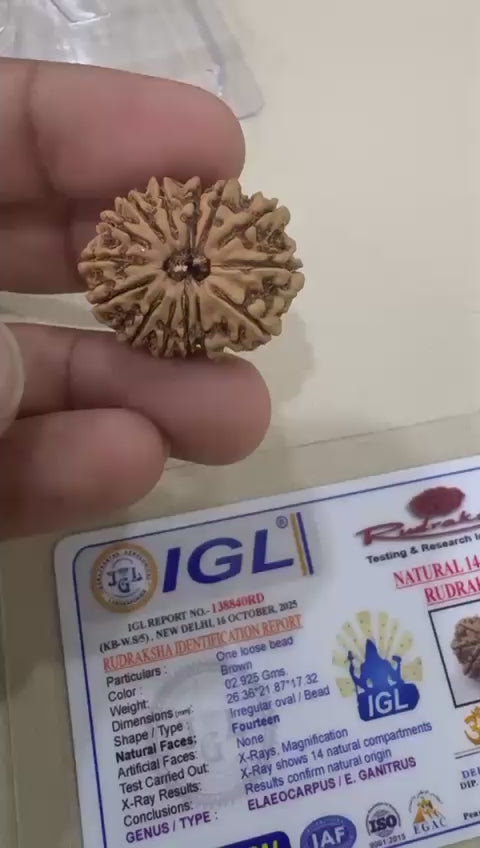 14 Mukhi Nepal Rudraksh