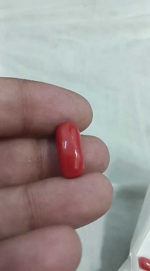 Italian Red Coral (Moonga)